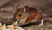 24 Hour & Emergency Exterminators in St Marys, IN
